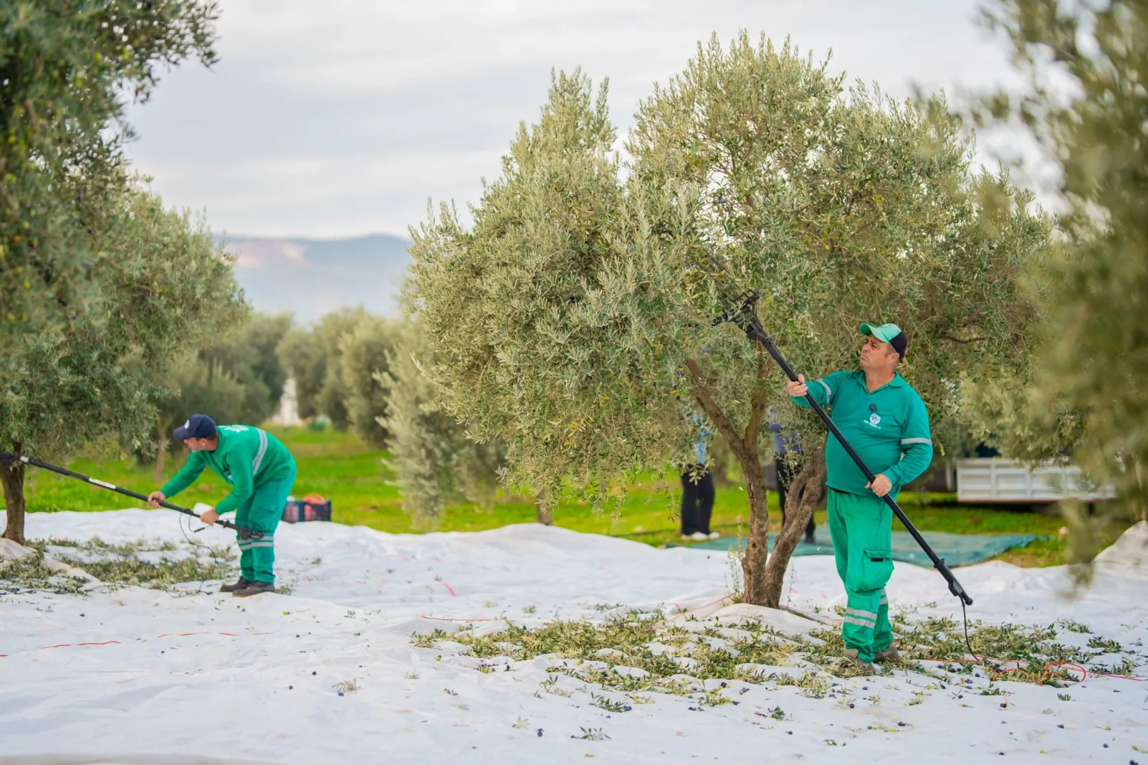 Milas Belediyesi Zeytin Hasadı Başladı
